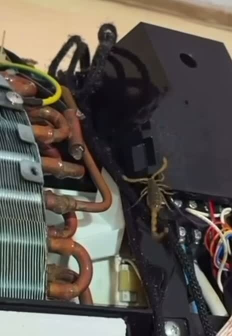 Escorpião encontrado dentro de um ar-condicionado sem manutenção